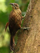 Montane Woodcreeper