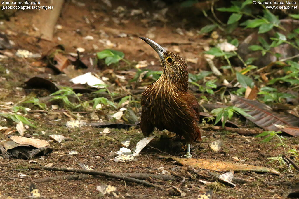 Montane Woodcreeperadult, identification