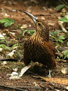 Montane Woodcreeper