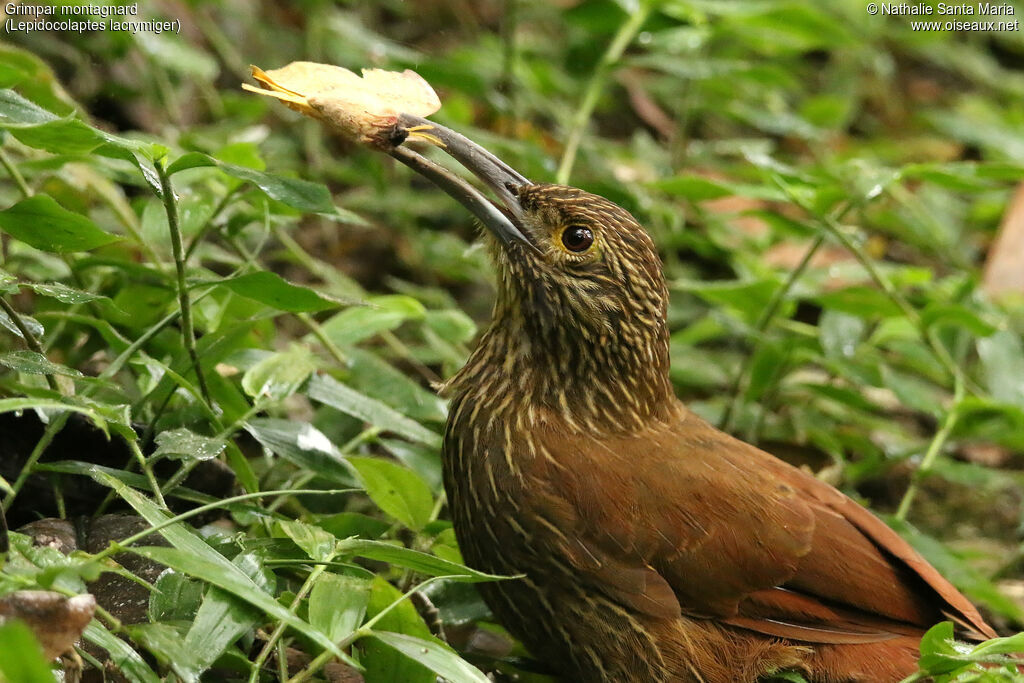 Montane Woodcreeperadult, identification, feeding habits, eats