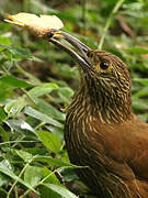 Montane Woodcreeper