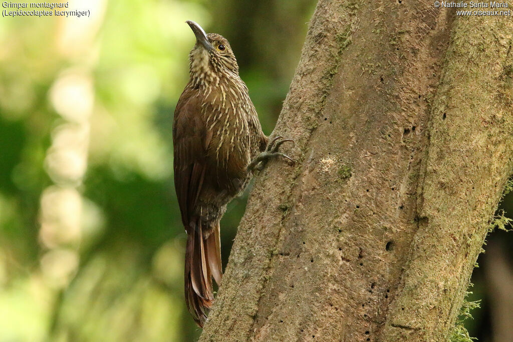 Grimpar montagnardadulte, identification, pêche/chasse