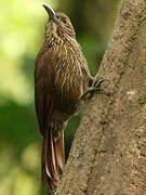 Montane Woodcreeper