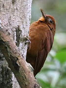 Ruddy Woodcreeper