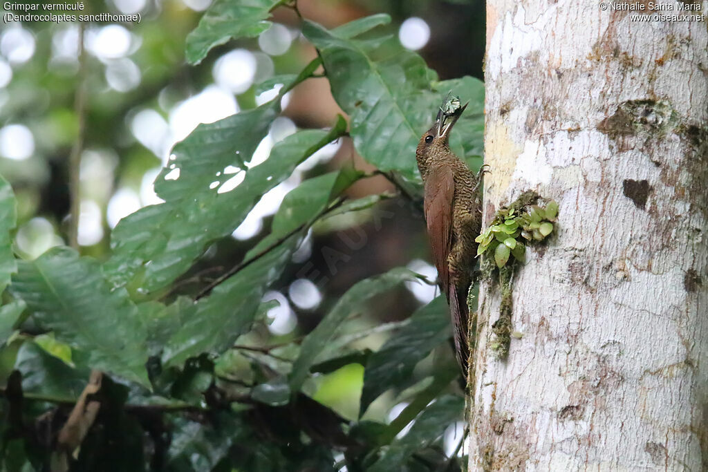 Northern Barred Woodcreeperadult, identification, eats