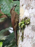 Northern Barred Woodcreeper