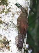 Northern Barred Woodcreeper