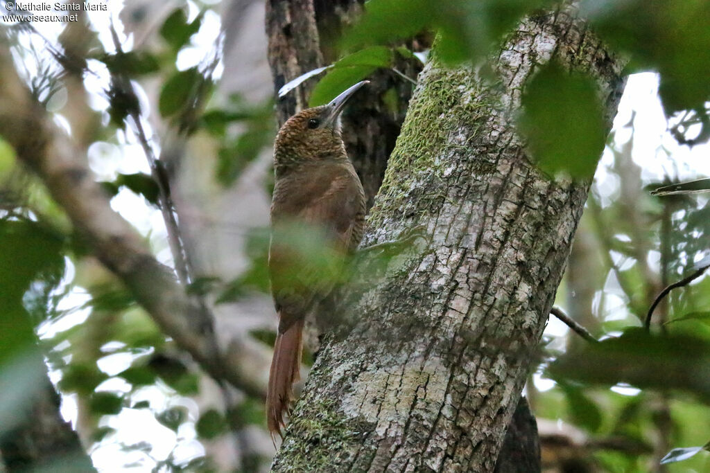 Northern Barred Woodcreeperadult, identification