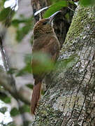 Northern Barred Woodcreeper