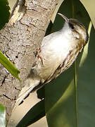 Short-toed Treecreeper