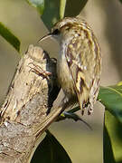 Short-toed Treecreeper