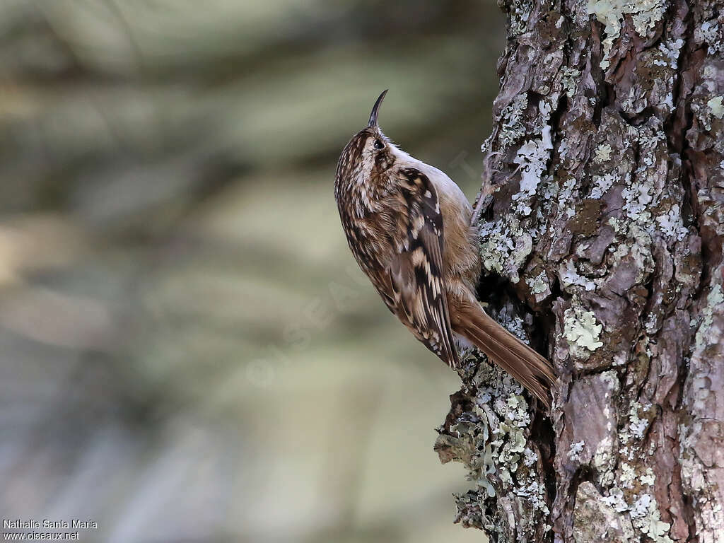 Short-toed Treecreeperadult, identification, Behaviour