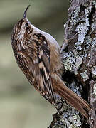 Short-toed Treecreeper