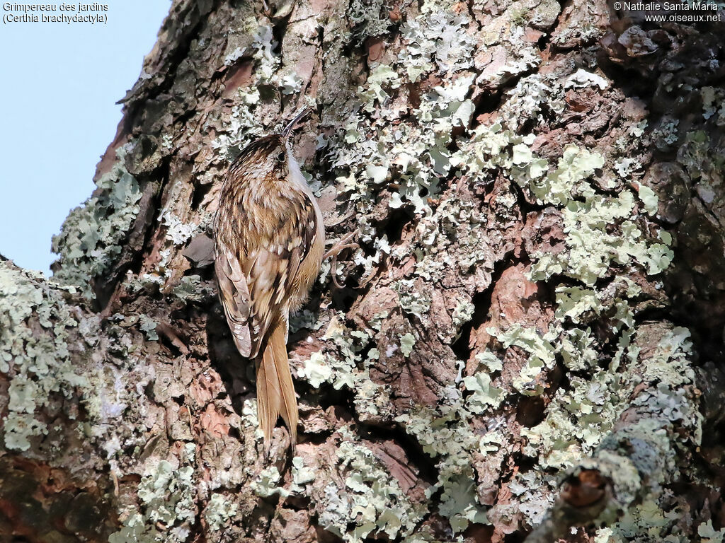 Short-toed Treecreeperadult, identification, habitat, camouflage, Behaviour