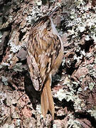 Short-toed Treecreeper