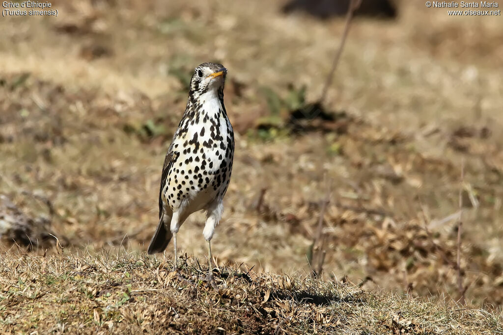 Ethiopian Thrushadult, identification, habitat