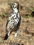 Ethiopian Thrush