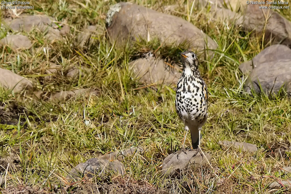 Grive d'Éthiopieadulte, identification, habitat