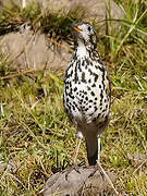 Ethiopian Thrush