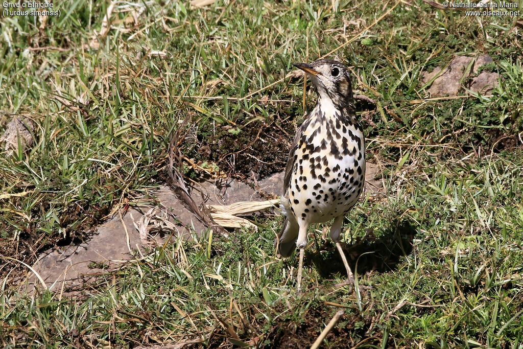 Ethiopian Thrushadult, identification, habitat