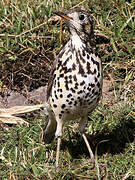 Ethiopian Thrush