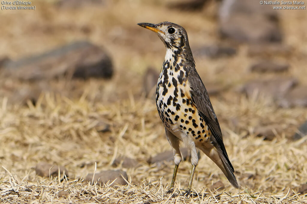 Grive d'Éthiopieadulte, identification, habitat