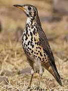 Ethiopian Thrush