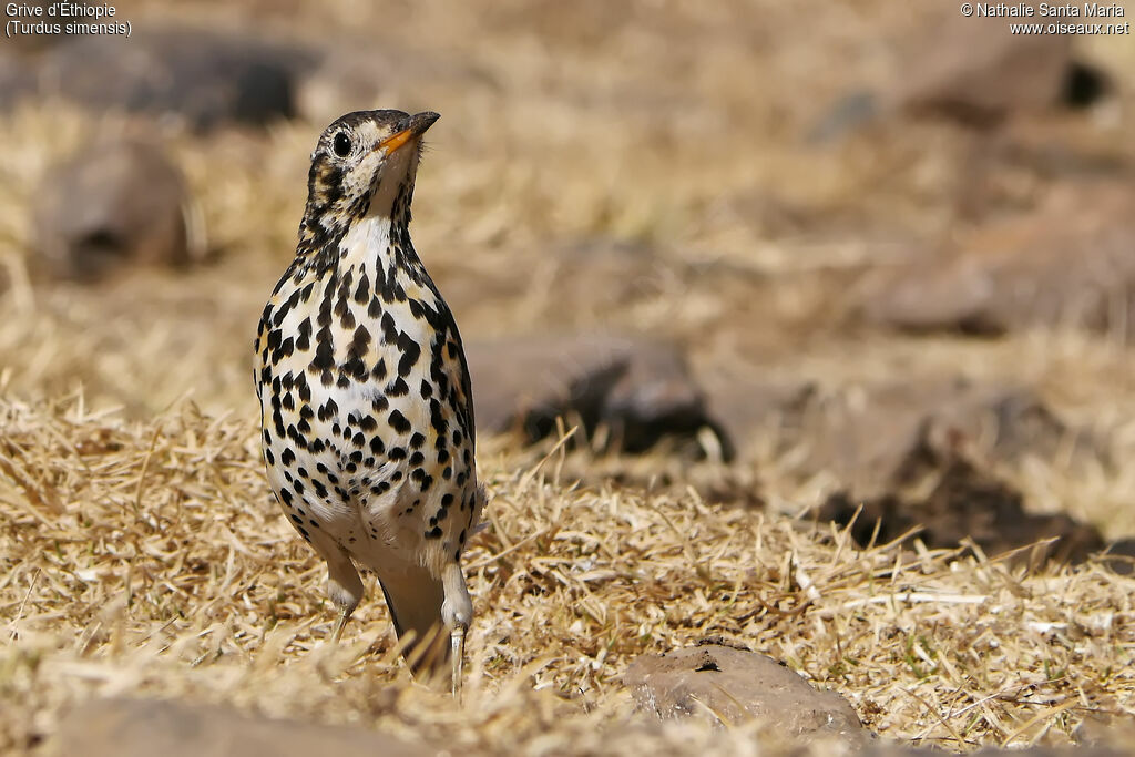 Grive d'Éthiopieadulte, identification, habitat