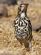 Ethiopian Thrush