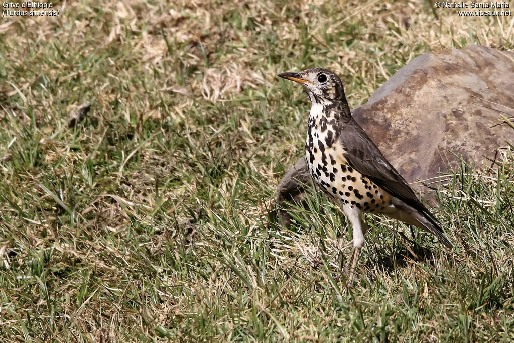 Ethiopian Thrushadult, identification, habitat