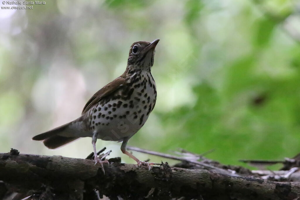 Grive des boisadulte, identification