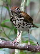 Wood Thrush