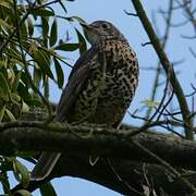 Mistle Thrush