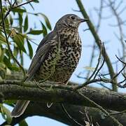 Mistle Thrush