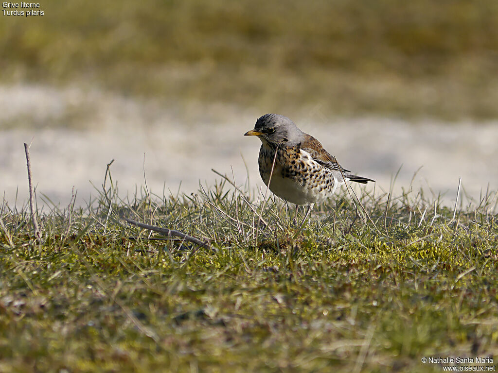 Fieldfareadult, identification, habitat, walking, fishing/hunting