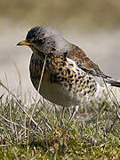 Fieldfare