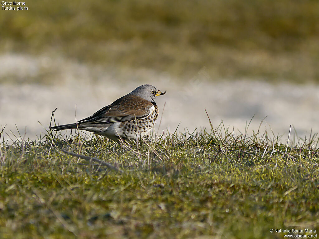 Fieldfareadult, identification, walking, feeding habits