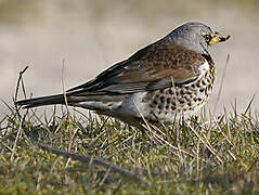 Fieldfare