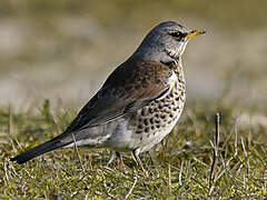 Fieldfare