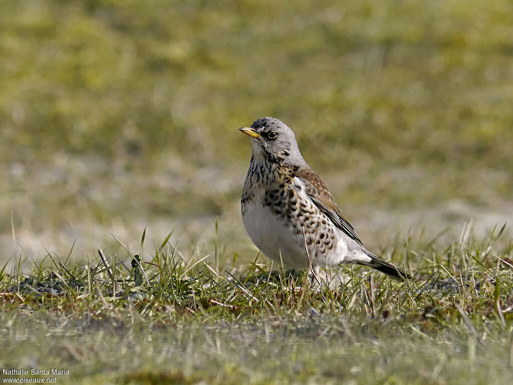 Fieldfareadult, identification