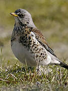 Fieldfare