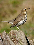 Song Thrush