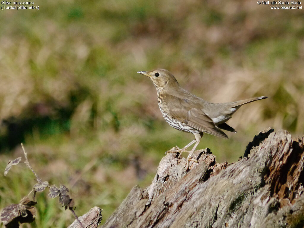 Song Thrushadult, identification, habitat, Behaviour