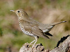 Song Thrush