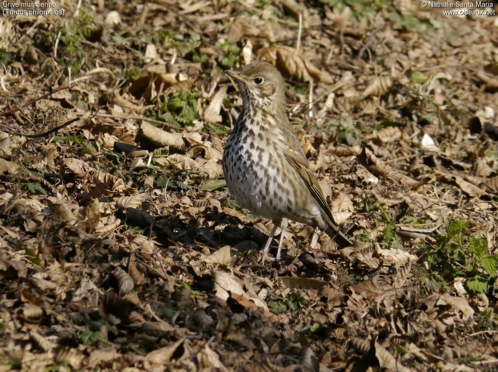 Grive musicienneadulte, identification, habitat