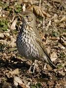 Song Thrush