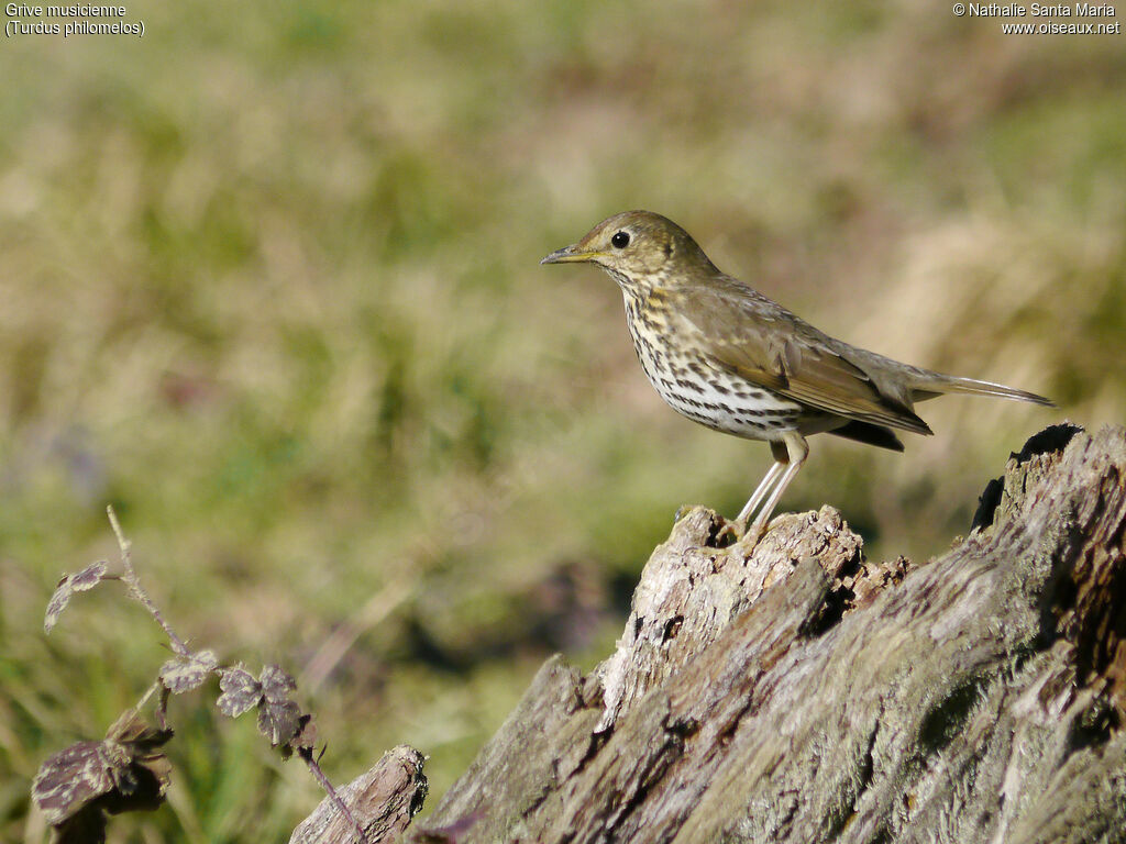 Grive musicienneadulte, identification, habitat, Comportement