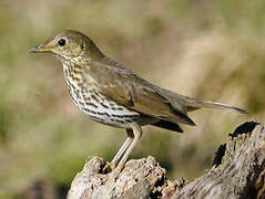 Song Thrush