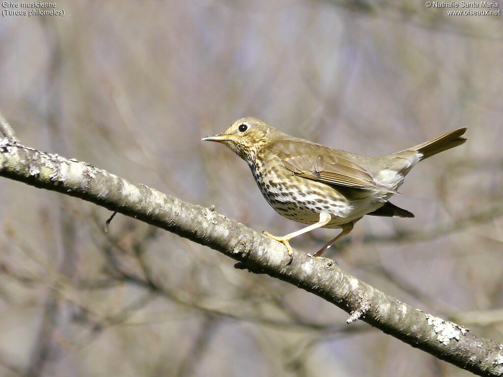 Grive musicienneadulte, identification, habitat, Comportement