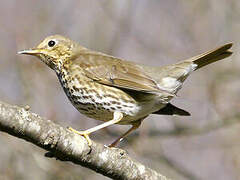 Song Thrush